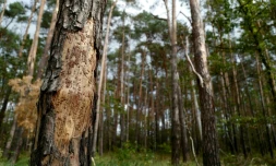 58% des espÚces d'arbres endémiques, qui ne poussent qu'en Europe, sont menacées d'extinction