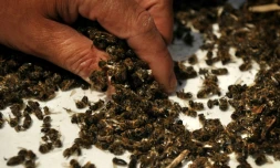 Les pesticides néonicotinoïdes tuent les abeilles