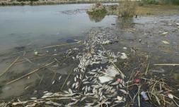 Des dizaines de poissons morts flottent au milieu de déchets en plastique à la surface vaseuse d'un marais pollué par le déversement d'eaux usées dans la région de Chibayich, qui correspond pourtant au "jardin d'Eden" mésopotamien, dans le sud de l'Irak, le 14 avril 2021