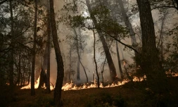 Un feu de forĂȘt dans le parc national de Dadia, prĂšs d'Alexandroupoli, le 2 septembre 2023 dans le nord de la GrĂšce