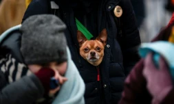 Un Ukrainien fuit la guerre avec son chien, et traverse la frontiĂšre avec la Roumanie, Ă Siret (nord de la Roumanie), le 16 mars 2022