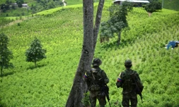 Des membres de l'Etat-Major Central (EMC), faction de dissidents des FARC, surveillent des plantations de coca dans le canyon de Micay, une zone montagneuse et un bastion de l'EMC dans le département de Cauca (sud-ouest), en Colombie, le 24 mars 2024