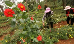 Deux femmes cueillent des plantes dans un parc de Baguio, au nord de Manille, le 28 octobre 2020 aux Philippines