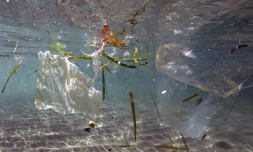 Des sacs en plastique dans l'eau Ă Marseille le 30 mai 2019