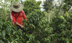 Un agriculteur surveille les fruits du caféier sur la plantation de La Tola à El Tambo, dans le département de Narino le 21 octobre 2015