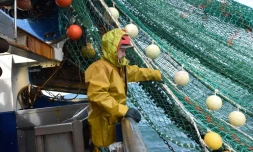 Un pêcheur travaille dans la Manche sur le bateau français "Le Marmouset III", le 28 septembre 2020
