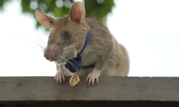 Photo non datée de Magawan, un rat africain géant détecteur de mines au Cambodge, fournie le 25 septembre 2020 par l'association britannique de protection des animaux PDSA qui lui a décerné une médaille d'or pour sa bravoure