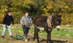 A l'Ecole nationale des ùnes maraßchers (Enam), en Lot-et-Garonne, la fine fleur des bourricots et des agriculteurs font l'apprentissage, en tandem, d'un labour de haute-précision, pas cher et "écolo".