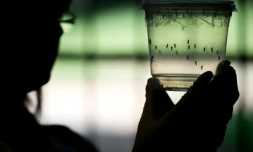 Un chercheur examine des moustiques dans le cadre de recherches sur les épidémies de Zika, à l'université de Sao Paulo le 8 janvier 2016