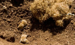 Des rats taupiers dans un champ le 27 avril 2016 à Allanche