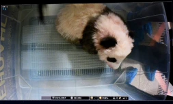 Le bébé anda Mini Yuan Zi au sur un écran du zoo de Beauval à Saint-Aignan-sur-Chair, en France, le 22 novembre 2017