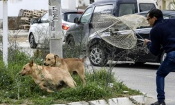 Un employé municipal tente de capturer des chies errants à Tunis, le 29 décembre 2021 