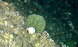 Photographie fournie par l'Agence américaine océanique et atmosphérique (NOAA) le 26 juillet 2017, d'une éponge verte d'Alaska, baptisée "Latrunculia austini", qui pourrait être une arme contre le cancer du pancréas