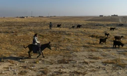 Un berger conduit son troupeau de moutons sur les terres brûlées des environs de Mazar-i-Sharif, le 28 novembre 2019 en Afghanistan