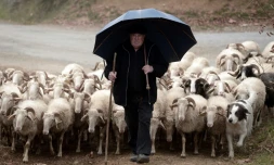 Un berger muni d'un parapluie Pando, à Rebenacq dans le sud-ouest de la France, le 16 décembre 2016