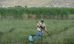 Un observateur d'oiseaux avance en barque dans les marais de Kol-e-Hashamat, le 29 mai 2017 près de Kaboul, en Afghanistan