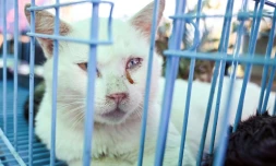 Un chat, repris aux trafiquants, dans un refuge Ă Taicang, dans la province du Jiangsu, le 1er novembre 2023 dans l'est de la Chine