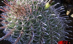 Située sur deux hectares  à Terre-Rouge (Saint-Pierre - Sud), l'Epinacothèque est un jardin insolite consacré aux cactus