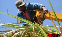 Agriculteur dans un champ de cannes à sucre
