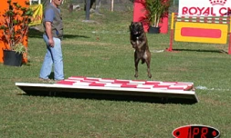 Vincent Paulo et son berger belge malinois Nelco ont remporté le concours de ring III organisé le samedi 13 et le dimanche 14 mars à Saint-Paul
