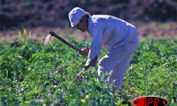 La filière carotte mise sur une production de 700 à 800 tonnes à l'horizon 2010