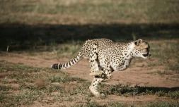 Un guépard photographié en pleine course au conservatoire Cheetah à Otjiwarongo en Namibie, le 18 février 2016