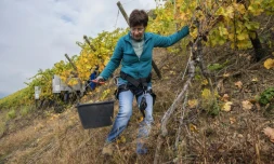 Sur le coteau abrupt du Rangen, dominant la commune du Vieux-Thann (Haut-Rhin), on travaille la vigne encordé.