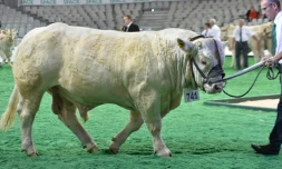 Une charolaise présentée au concours de race du Salon, le 15 septembre 2015 à Rennes