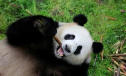 Jiao Qing, photographié le 3 mai 2017 en Chine, est un des deux pandas qui sont attendus à Berlin