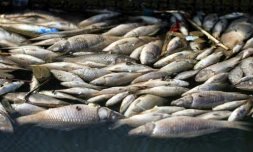 Poissons morts flottant dans une pisciculture de la ville de Zubaydiyah, au sud-est de Bagdad, le 14 avril 2026
