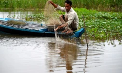 Le pĂȘcheur Leng Vann sort son filet de l'eau, le 13 octobre 2020, dans le village flottant de Prek Toal dans la province de Battambang au Cambodge