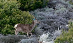 Cerf corso-sarde, près du village corse de Letia, non loin d'Ajaccio (Corse), le 26 mars 2012