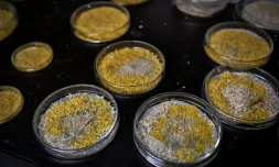 Des boîtes de pétri contenant des cultures de Blob, le 16 octobre 2019 au Parc zoologique de Paris