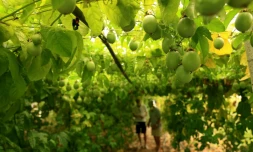 Des fruits de la passion dans la serre de 'Irakli Shkoza, un agriculteur de Divjake, à 90 kilomètres de Tirana, le 1er juillet 2025 en Albanie