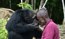 Le chimpanzé Ponso et son soigneur Germain Djénémaya Koidja, le 18 août 2017 sur l'île aux chimpanzés, à Grand-Lahou, en Côte d'Ivoire