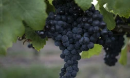 Le Tannat, aux baies bleu-noir qui contiennent plus de pépins que les autres cépages, est riche en tanins astringents, le 13 mars 2023 dans le vignoble de la bodega Bouza, à Melilla, en Uruguay