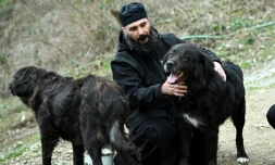 Le père Porfirij joue avec des chiens Karaman au monastère Bigorski de Mavrovo i Rostuse, le 19 mars 2026 en Macédoine