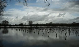 Des vignes inondées prÚs de Barsac, le 3 février 2021, en raison d'une crue de la Garonne