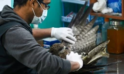 Mohammad Saud, co-fondateur du centre Wildlife Rescue, examine un vautour blessé, le 13 décembre 2021 à New Delhi, en Inde