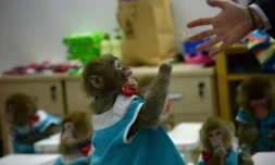 Un macaque tend sa patte vers son entraßneur, dans l'école de dressage du zoo de Dongying, dans la province chinoise du Shandong, le 26 janvier 2016