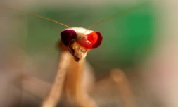 Une mante religieuse avec des verres colorés photographiée à l'université de Newcastle, à Newcastle le 7 février 2018