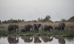 Un troupeau d'éléphants s'abreuve à un point d'eau du parc national de la Pendjari, prÚs de Tanguiéta, le 10 janvier 2018 au Bénin