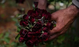 Des roses de Halfeti, à Sanliurfa, le 16 mai 2022