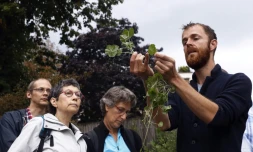 "Les plantes sauvages comestibles et médicinales font partie de notre patrimoine, mais sont tombées dans l'oubli", regrette Christophe de Hody (à droite), un naturopathe à la tête d'un petit groupe de cueilleurs débutants. 