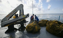 Des membres de la marine mexicaine manipulent des sacs remplis d'algues sargasses collectées à bord d'un navire de collecte de sargasses au large de Puerto Morelos, dans l'État de Quintana Roo, au Mexique, le 6 août 2026