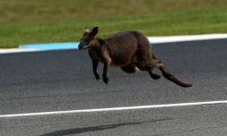 La police danoise recherche un kangourou échappé d'un domicile privé, demandant sur Twitter l'aide du public