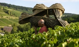Vendanges à Pernand-Vergelesses, en Bourgogne, le 5 septembre 2018