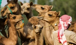 Des chameaux clonés dans un enclos du Centre de reproduction biotechnologique de Dubaï, le 4 juin 2021 aux Emirats arabes unis