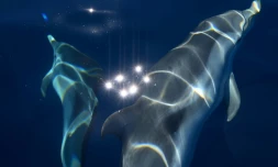 Des dauphins "bleus et blancs" au large de La Ciotat dans les Bouches-du-RhĂŽne le 23 juin 2020