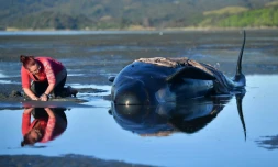 Des volontaires en nombre sont venus au secours des baleines échouées, le11 février 2017 à Farewell Spit